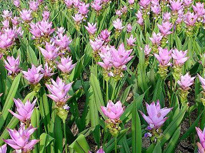 花 観葉植物 ガーデニング 秋咲きの球根草花 クルクマ花 観葉植物 ガーデニング花 観葉植物 ガーデニング